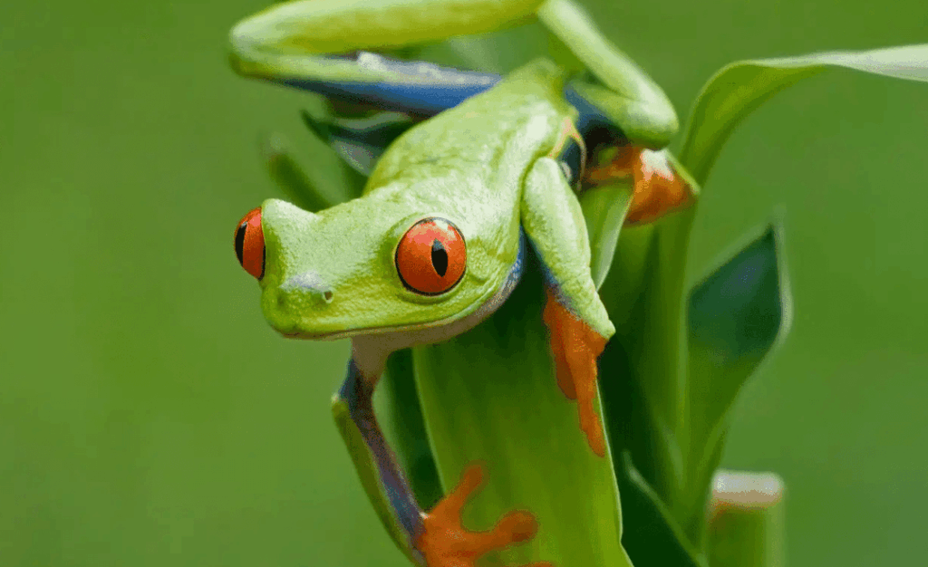 frog-on-leaf_home-1024x626