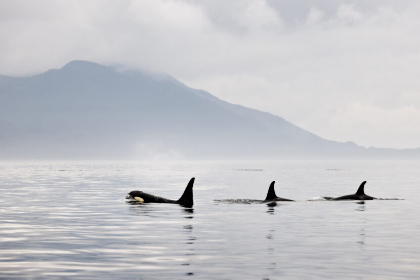 great-bear-rainforest-aswright-117Credit-to-Andrew-S-Wright-scaled-830x553
